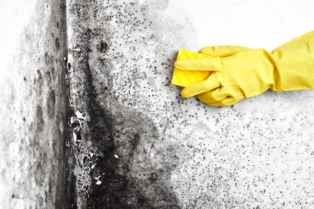 Best Certified Mold Removal  in Lake Delton, WI