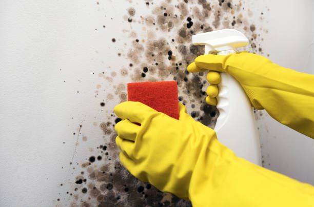 Mold Testing and Removal in Lake Delton, WI