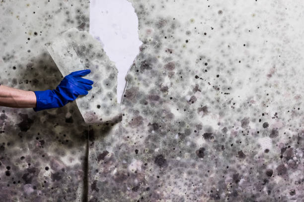 Best Home Mold Removal  in Lake Delton, WI