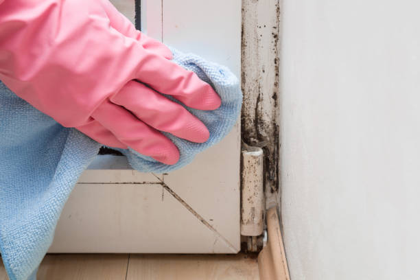 Best Mold Damage Repair  in Lake Delton, WI