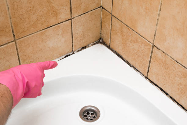 Best Office Mold Removal Services  in Lake Delton, WI